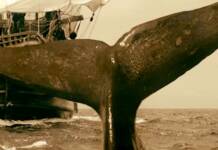 «Sainen ibilbidea». XVII. mendearen hasierako euskal baleazaleen epopeiari buruzko eleberri historikoa La ruta del sain. Novela histórica sobre balleneros vascos escrita por Alvaro Amieiro Fonseca