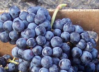 Cabernet mahats familiak Euskal Herritik datoz? Bada, badirudi baietz Racimo de Cabernet Franc