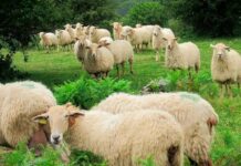 Artzaintza praktiken gainbeherak arriskuan jartzen du Idiazabal gazta Rebaño de oveja latxa (Lactiker / UPV / EHU)