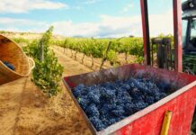 The Guardian: Arabako Errioxaren eta Errioxako JD-aren arteko gatazkaren azalpen ulergarria Vendimia de uva tempranillo en Lanciego, en el País Vasco provincia de Álava. Fotografía: Elena de las Heras / Alamy