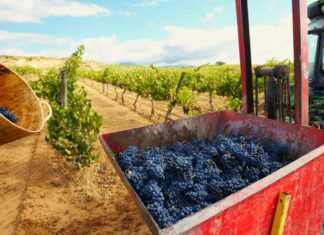 The Guardian: an easy-to-understand guide to the conflict between the Riojas Vendimia de uva tempranillo en Lanciego, en el País Vasco provincia de Álava. Fotografía: Elena de las Heras / Alamy