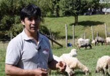 La «versión patagónica» del queso idiazabal (también de leche de oveja latxa) Queso Chilezabal de oveja latxa en Chile