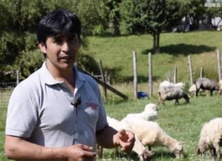 The Patagonia version of Idiazabal cheese (also made from latxa sheep’s milk) Queso Chilezabal de oveja latxa en Chile