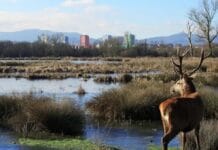 La Repubblica dedica un magnífico reportaje a Vitoria, y a la Rioja Alavesa Vista de Vitoria desde el anillo verde (Foto D. Llano)