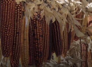 Arto Gorria, the variety of corn being brought back in the Basque Country as a “political project” Arto gorria la variedad de maíz del País Vasco recuperada por Jon Harlouchet y un grupo de agricultores