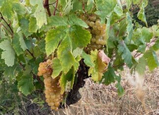 Viewpoints: Grape Harvest in the Rioja Alavesa, part II, from the grape to wine Rioja alavesa, vid y uvas