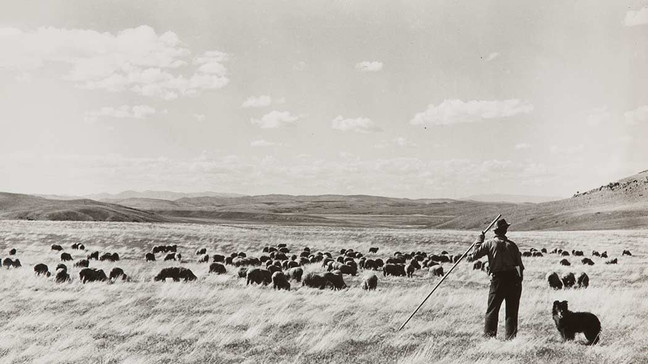 Un pastor vasco mira hacia su rebaño. En algún lugar de Nevada durante la década de 1940. Fuente: Bibliotecas UNR