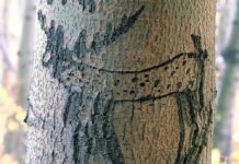 Los arboglifos de los pastores vascos en los árboles del Far West, un patrimonio que se va a conservar Arboglifo. Talla de un ciervo en el tronco de un álamo temblón en el este de las Montañas Cascade, Bosque Nacional Lassen. Foto de T. Rickman, Servicio Forestal Nacional de EE. UU