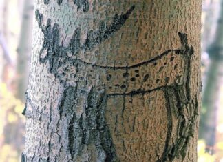 Basque sheepherders’ arborglyphs in the Far West are a heritage that is to be preserved Arboglifo. Talla de un ciervo en el tronco de un álamo temblón en el este de las Montañas Cascade, Bosque Nacional Lassen. Foto de T. Rickman, Servicio Forestal Nacional de EE. UU