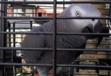 Berritxu, el loro que «habla vasco», de nuevo noticia en Clarín Berritxu Nosellas, el loro de la Real