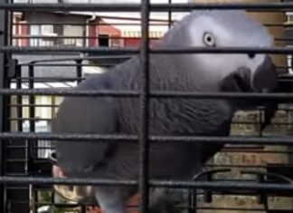 Berritxu the Basque-Speaking Parrot is again in the news Berritxu Nosellas, el loro de la Real